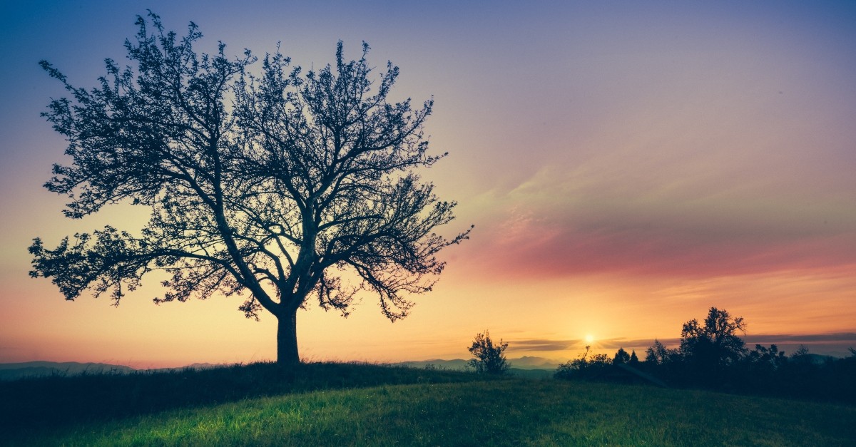 Beautiful tree at sunrise