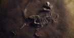 Should Christians Believe in Dinosaurs? Is This Belief Consistent with Scripture?